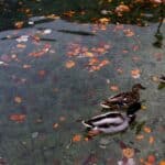 Wild ducks swimming in calm lake with colorful autumnal leaves in water in park